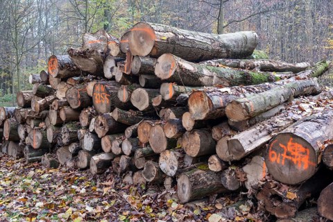 Pile of marked logs in a forest, demonstrating responsible logging and timber harvesting