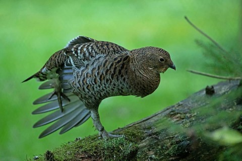 Black grouse female with spread plumage standing on tree trunk looking right