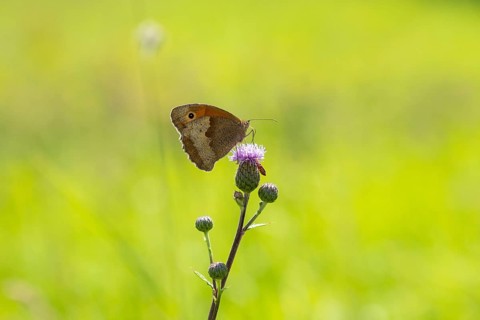 Meadow Brown on thistle 2