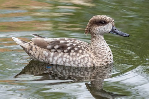 Marbled duck, or marbled Teal, Marmaronetta angustirostris, swimming on a lake