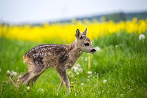 Young wild roe deer in grass, Capreolus capreolus. New born roe deer, wild spring nature