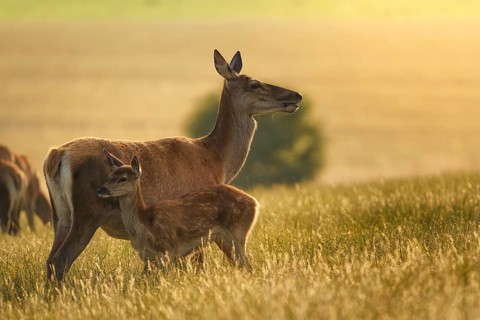 Red deer (Cervus elaphus) female hind mother and young baby calf at sunset