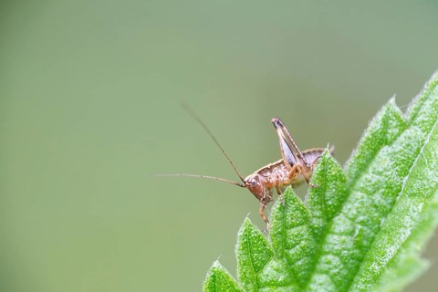 Dark bush-cricket (Pholidoptera griseoaptera), sitting on a leaf, North Rhine-Westphalia, Germany