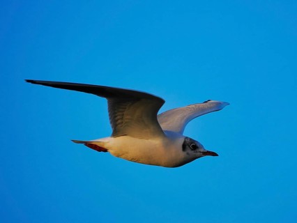 Gull (Larinae) in flight, Brouwersdam, province of South Holland, Netherlands