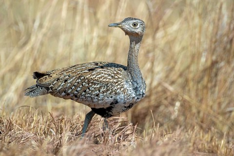 Red-crested korhaan, Lophotis ruficrista, sitting in the grass, Namibia