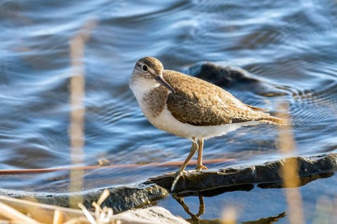 Common Sandpiper Water Bird (Actitis hypoleucos)