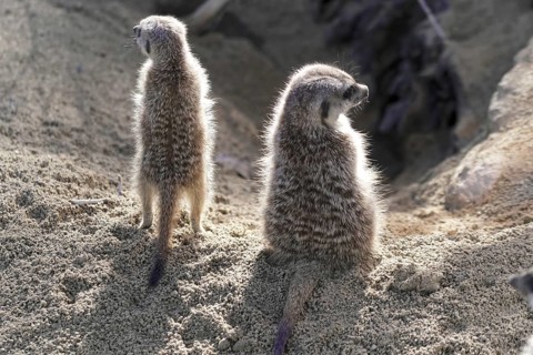 Two meerkats standing back to back in the sand, meerkats or suricates (Suricata suricatta),