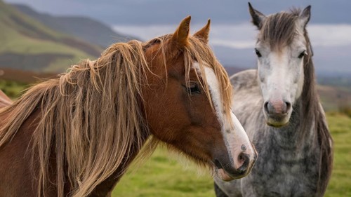 Wild horses near Hay Bluff and Twmpa in the Black Mountains, Brecon Beacons, Wales, UK