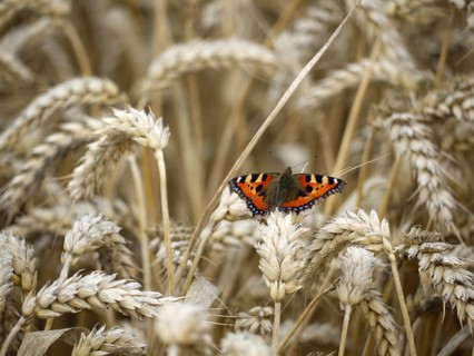 Small tortoiseshell in the wheat field