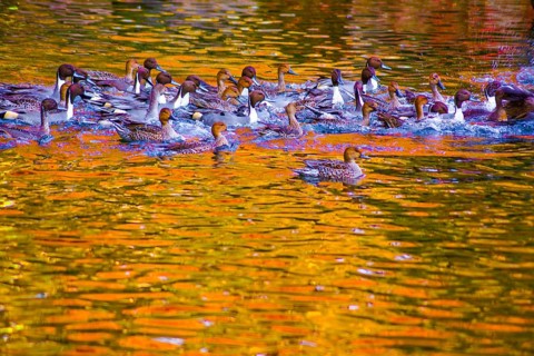 Pond duck with autumn leaves being reflected. Shooting Location: Tokyo metropolitan area