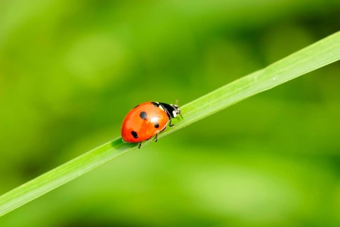Ladybird on green blade of grass close up