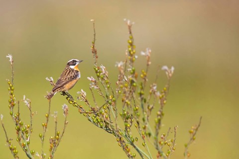 Whinchat, (Saxicola rubetra), perch, biotope, habitat, female, Lesbos, Lesbos Island, Greece