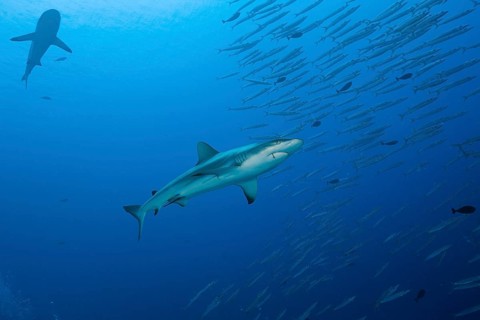 Grey reef shark and barracudas, Carcharhinus amblyrhynchos, Ulong Channel, Micronesia, Palau