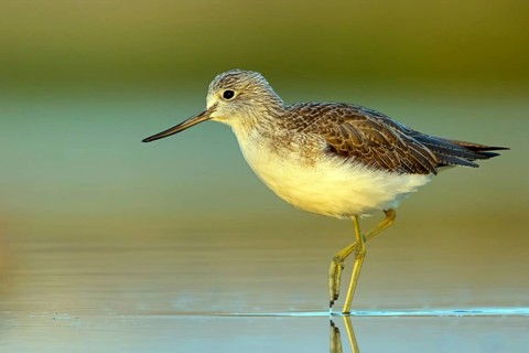 Greenshank, (Tringa nebularia) Wading bird, limesticks, foraging in mudflats, snipe family Salalah,