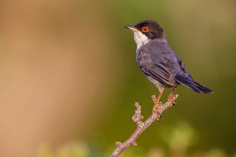 Velvet-headed warbler, (Sylvia melanocephala), warbler family, biotope, habitat, perch, foraging,