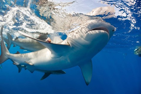 Galapagos sharks, Carcharhinus galapagensis, Oahu, Pacific, Hawaii, USA