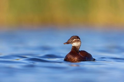 White-headed Ruddy Duck, (Oxyura leucocephala), female, Hides de El Taray Floating Hid, Villafranca
