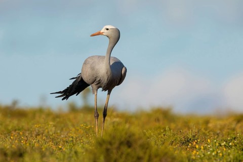Paradise Crane, (Grus paradisea), (Anthropoides paradisea), Crane family, South Africa, Africa,