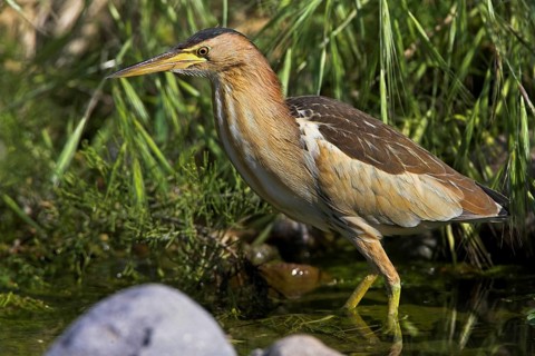 Little Bittern, Little Bittern, (Ixobrychus minutus), foraging, Europe, Greece, Lesbos Island,