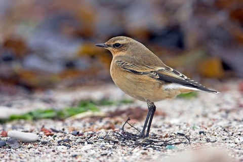 Wheatear, (Oenanthe oenanthe), songbird, bird of the flycatcher family, Bad Dürkheim district,