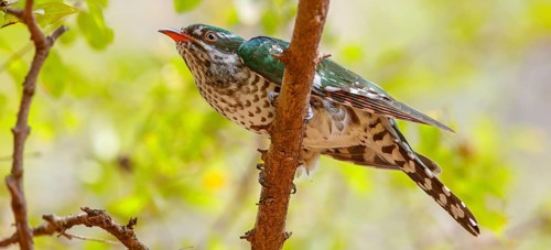Golden cuckoo, Afrotropical species, family of golden cuckoos, cuckoo, (Chrysococcyx caprius), Wadi