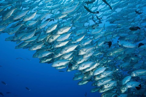 Shoal of bigeye jacks, Caranx sexfasciatus, Blue Corner, Micronesia, Palau