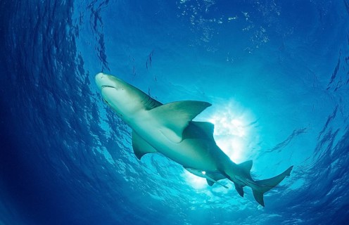Lemon Shark, Negaprion brevirostris, Bahamas, Grand Bahama Island, Atlantic Ocean