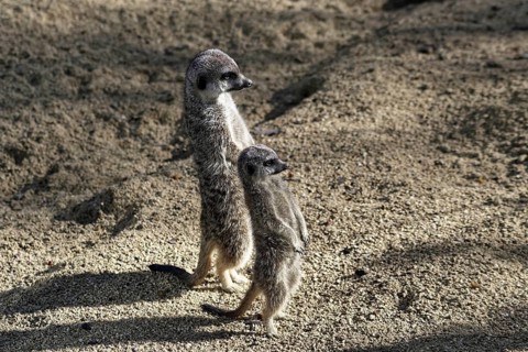 Two meerkats standing upright in the sunny sand, attentively observing, meerkat (Suricata