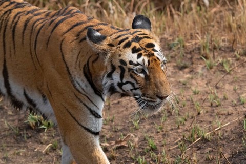 Tiger (Panthera tigris), Bengal tiger or Indian tiger, big cat (Pantherinae), carnivore