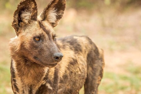 Starring African wild dog in the Kruger National Park, South Africa