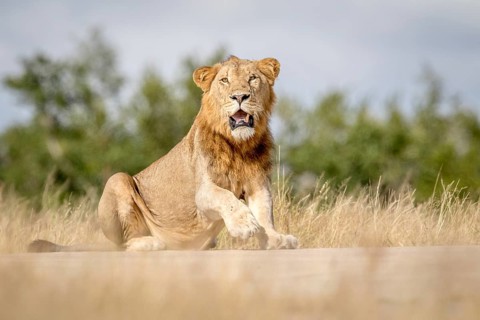 Young male Lion sitting down in the Kruger National Park, South Africa