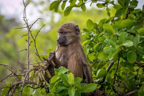 Baby Baboon relaxing in the Kruger National Park, South Africa