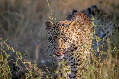 Young Leopard walking towards the camera in the Kruger National Park, South Africa