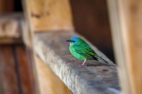 Close-up of a Blue dacnis perched on a wooden board, Serra da Mantiqueira, Atlantic Forest,