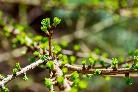 Conifer