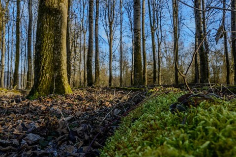 Autumn forest with moss and fallen leaves, sunlight through the trees, Isar meadows