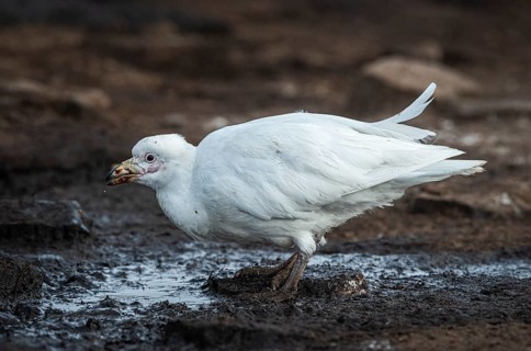 White-faced sheathbill (Chionis alba), drinking at a water source, Bleaker Island, Falkland
