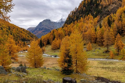 Wild Susasca at the Alp Pra Dadoura, torrent below the Flüela Pass, Val Susaca, S-chanf, Engadin,