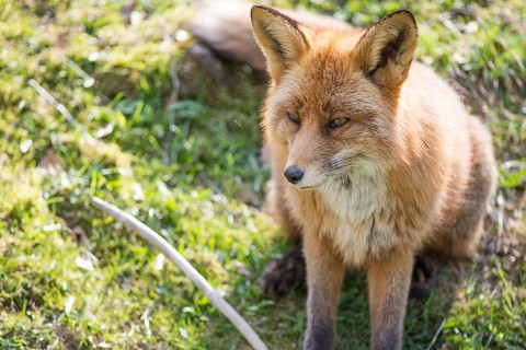 Red fox, Vulpes vulpes sitting and looking towards the camera