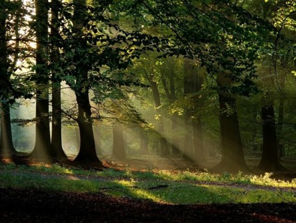 Beech forest with fog and warm sunshine in autumn, fall, Denmark