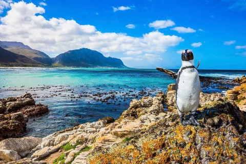 Fanny african black - white penguin on the beach of Atlantic.The boulders and algae. Boulders