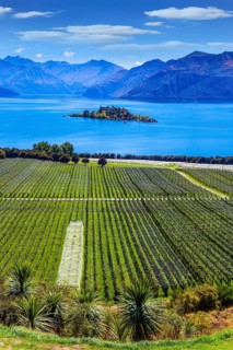New Zealand, South Island. Picturesque vineyard descends down the mountains to the water. Adorable