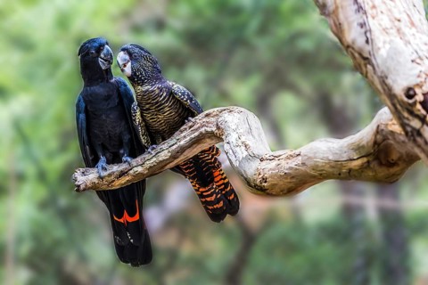 Gentle couple. Pair of parrots are sitting on a dry branch. Budgerigars are small, brightly