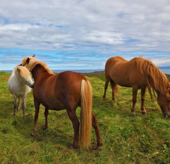 Beautiful and well-groomed horse chestnut and white suit on free ranging. Icelandic horses on the