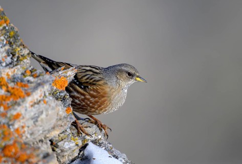 Alpine Accentor (Prunella collaris), Small grey-brown bird sits on a rock and looks watchfully into