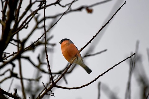 A bullfinch (Pyrrhula pyrrhula) resting on a slender branch in bare surroundings, Wismar-Kluß pond