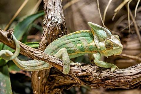 A chameleon sits on a dark brown branch, embedded in a natural environment with plants, A Yemen