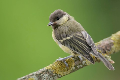 Great tit on perch. Great Tit on perch