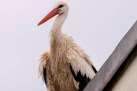 A stork with wet plumage on a roof, Straubing, Lower Bavaria