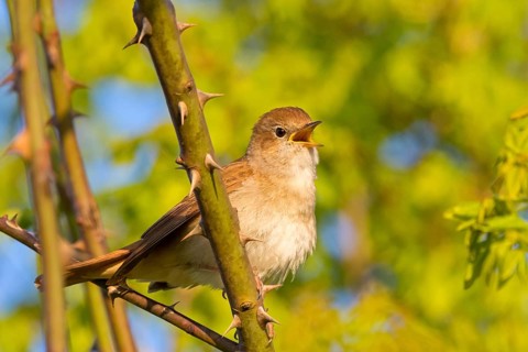 Nightingale, (Luscinia megarhynchos), animals, bird, songbird, family of passerines, classification